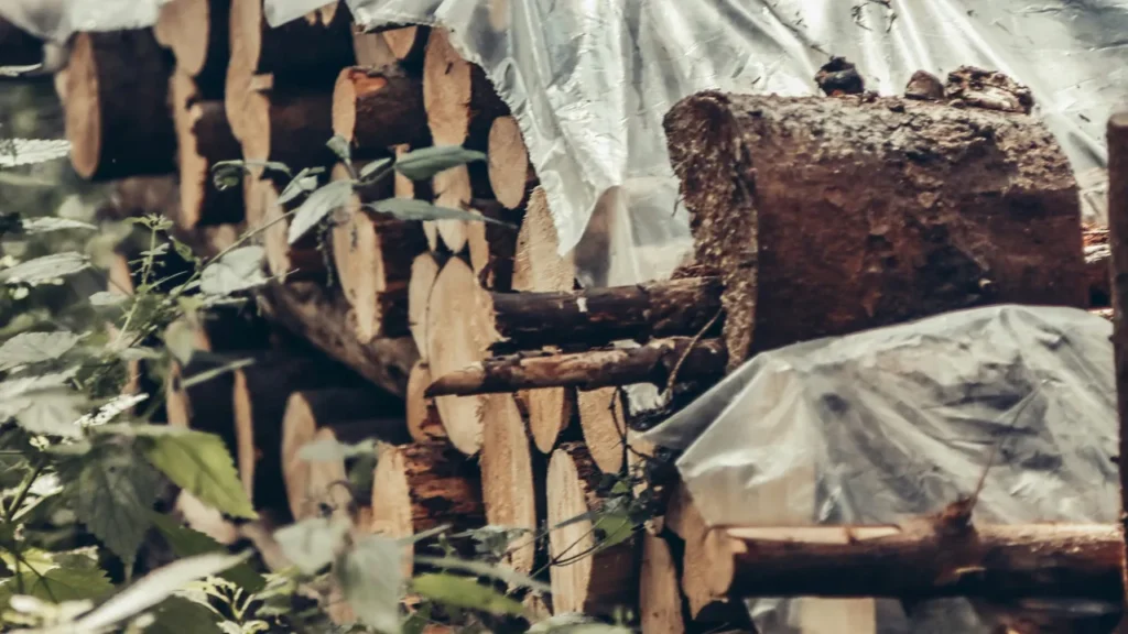 Clear-Cutting Forests Linked to Massive Flood Risk Increase