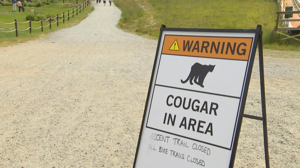 Cougar Attack Near Squamish Prompts Public Warning