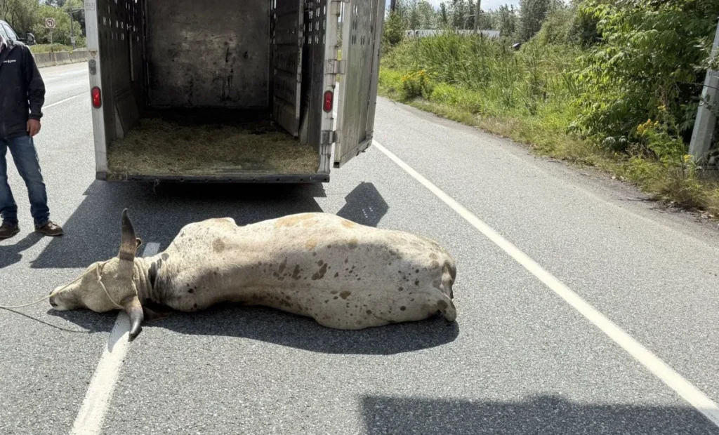 Loose Bull Blocks Highway 11 Traffic