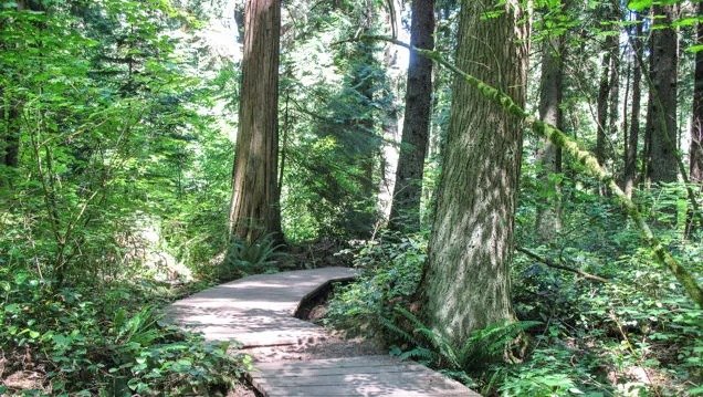 Pacific Spirit Regional Park