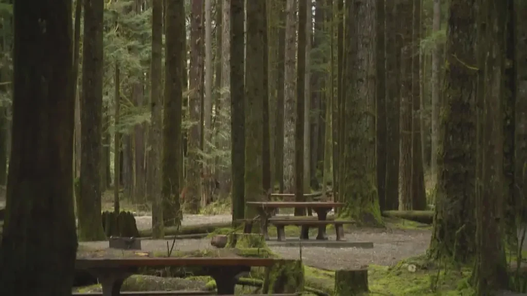 Tree Accident Injures Two at Comox Valley Park