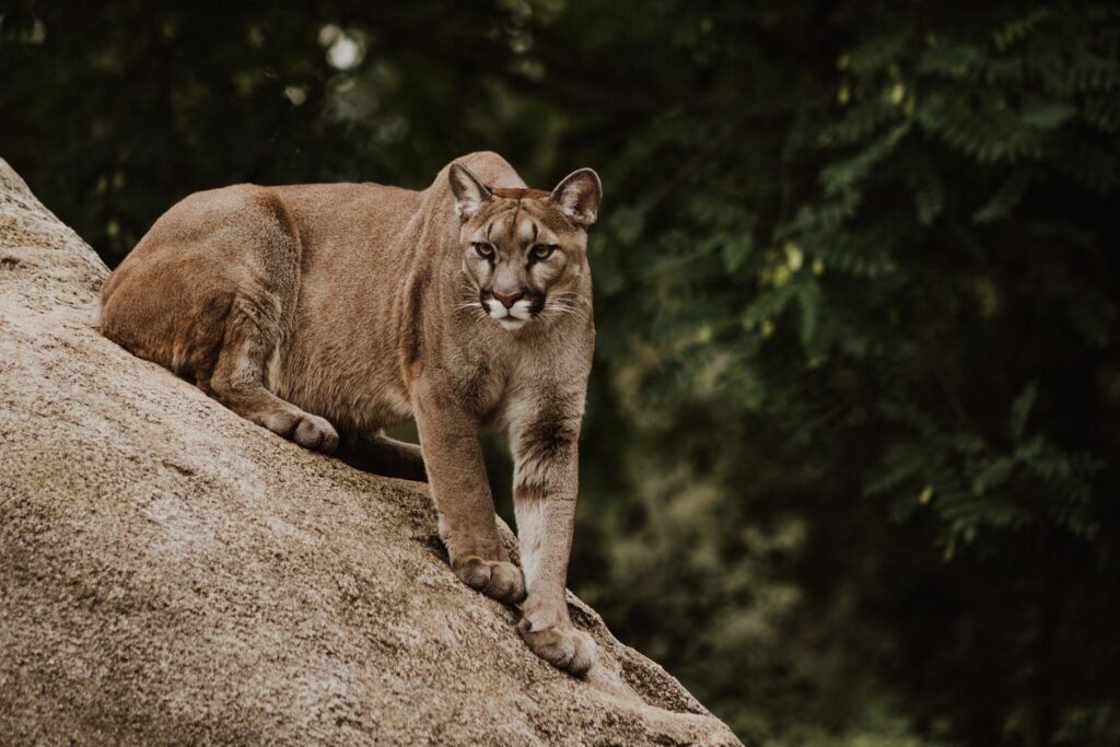 Whistler Blackcomb cougar sightings