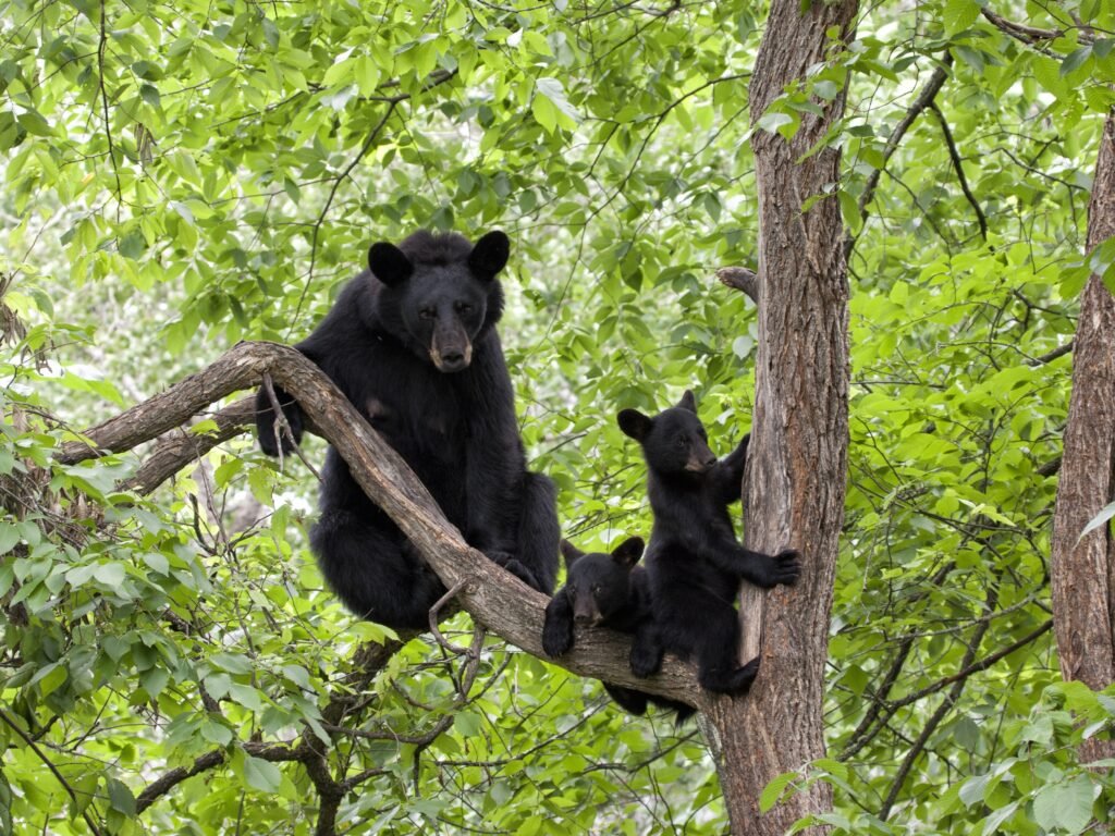 Black Bears Enter West Vancouver Home